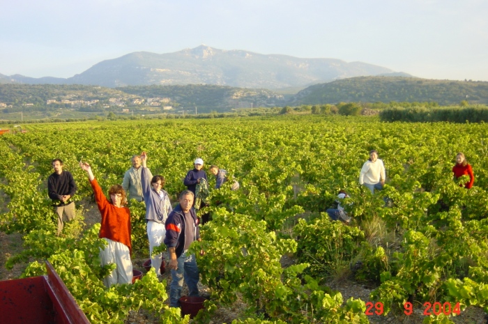 Derniere-jour-de-vendanges