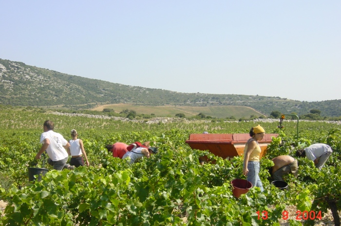 Vendanges-au-cose-fond-Cocalieres