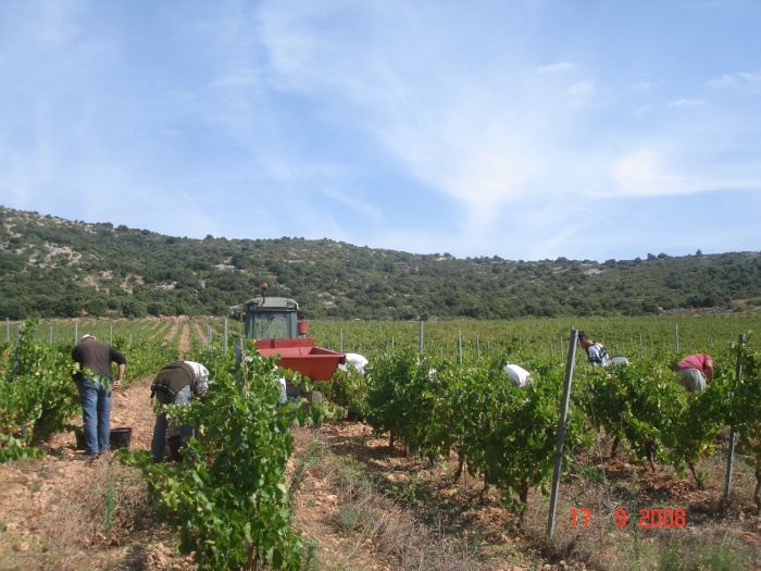 Vendanges-2008-216