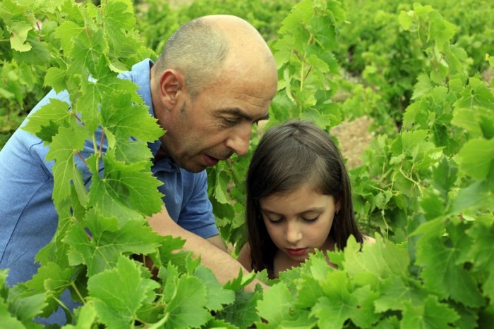 Sylvain Faddat dans son caveau et dans ses vignes. Domaine d'Aupillac, Montpeyroux, Languedoc Roussillon, France