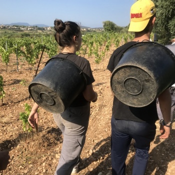 VENDANGES 2019