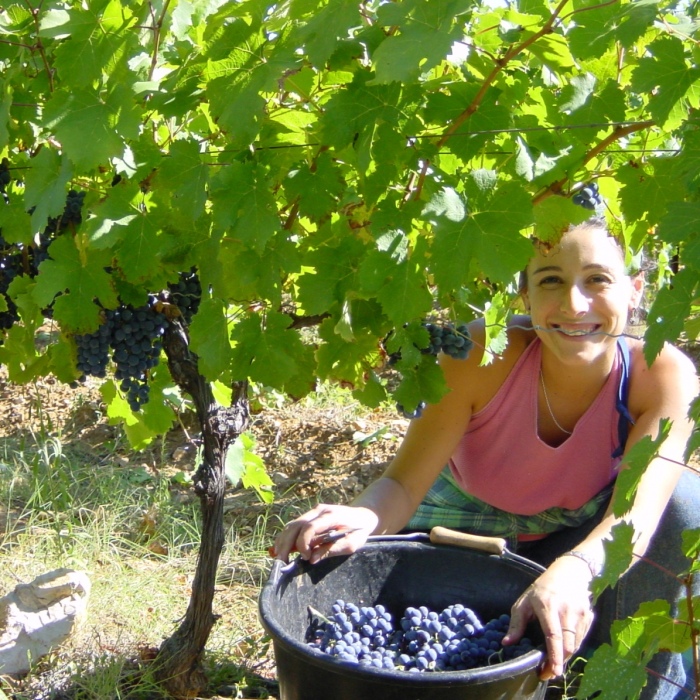 Desi-vendanges