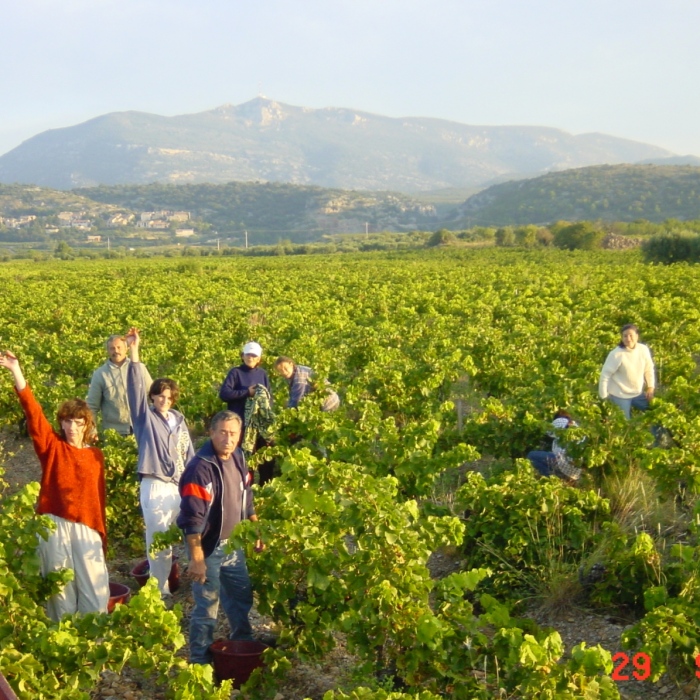 Derniere-jour-de-vendanges