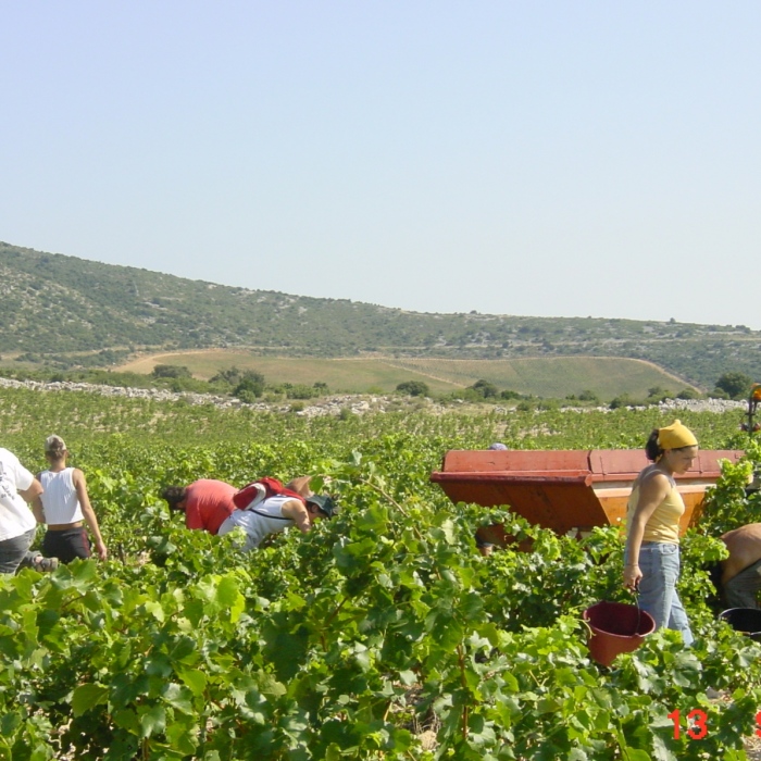 Vendanges-au-cose-fond-Cocalieres