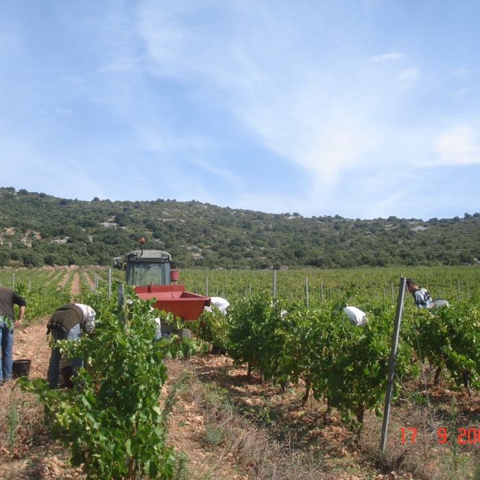 Vendanges-2008-216