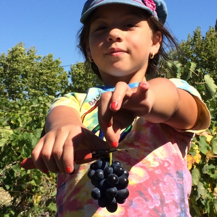 VENDANGES-2014-032