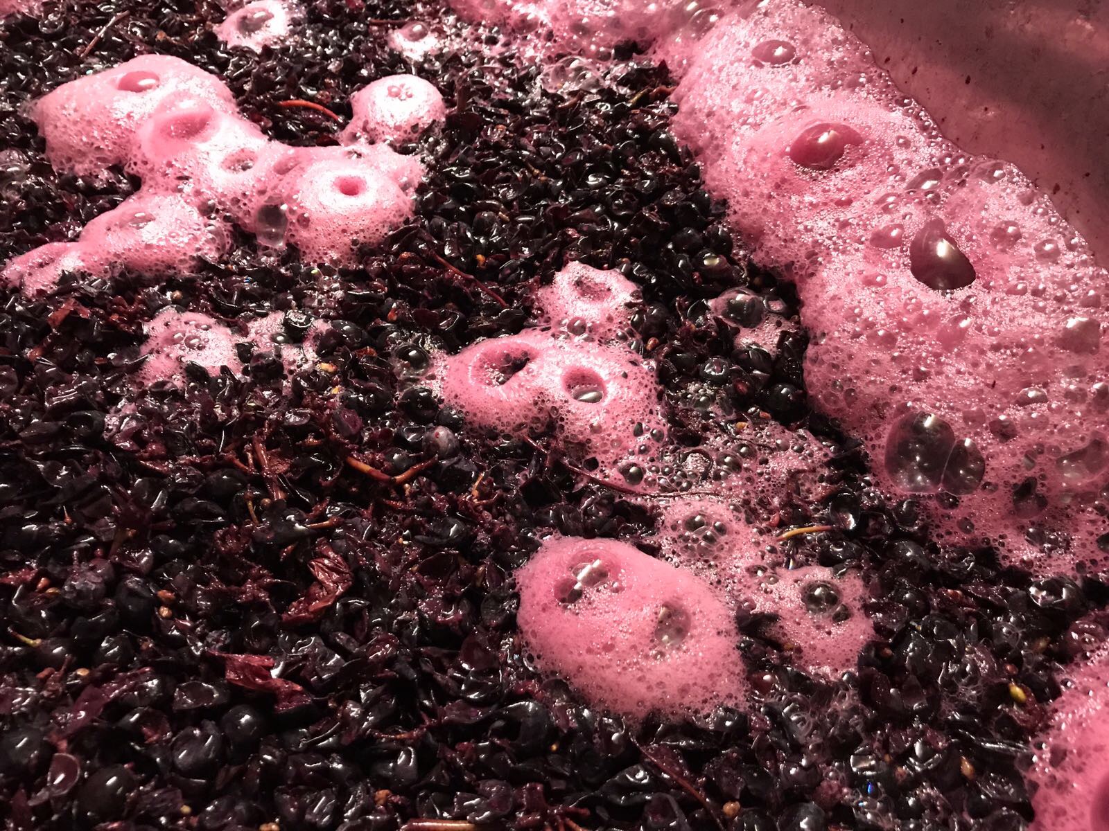 Fermentation rouge