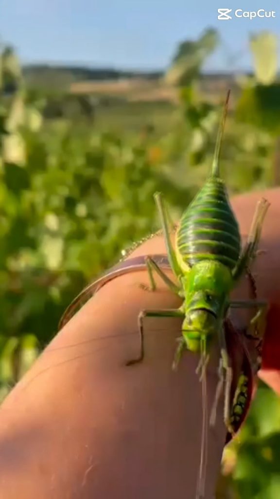 Dans les coulisses des vendanges